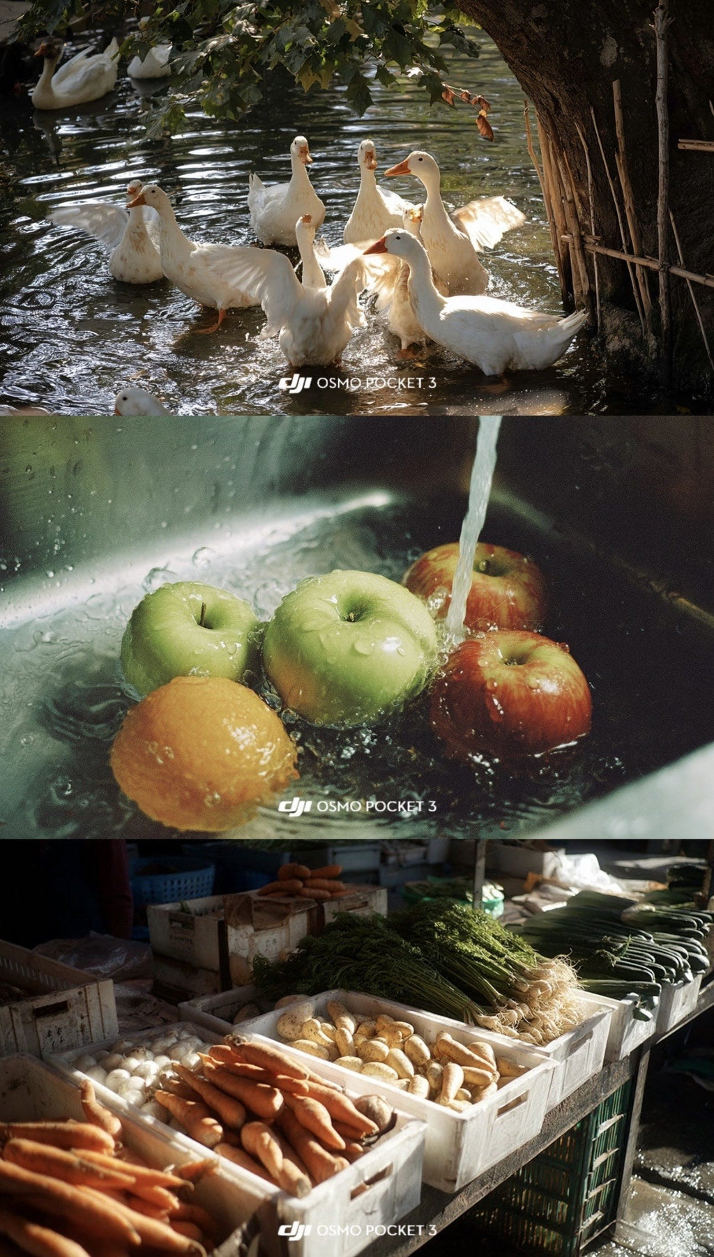 DJI Pocket 4 LUT sample set with ducks fruit market and lake footage