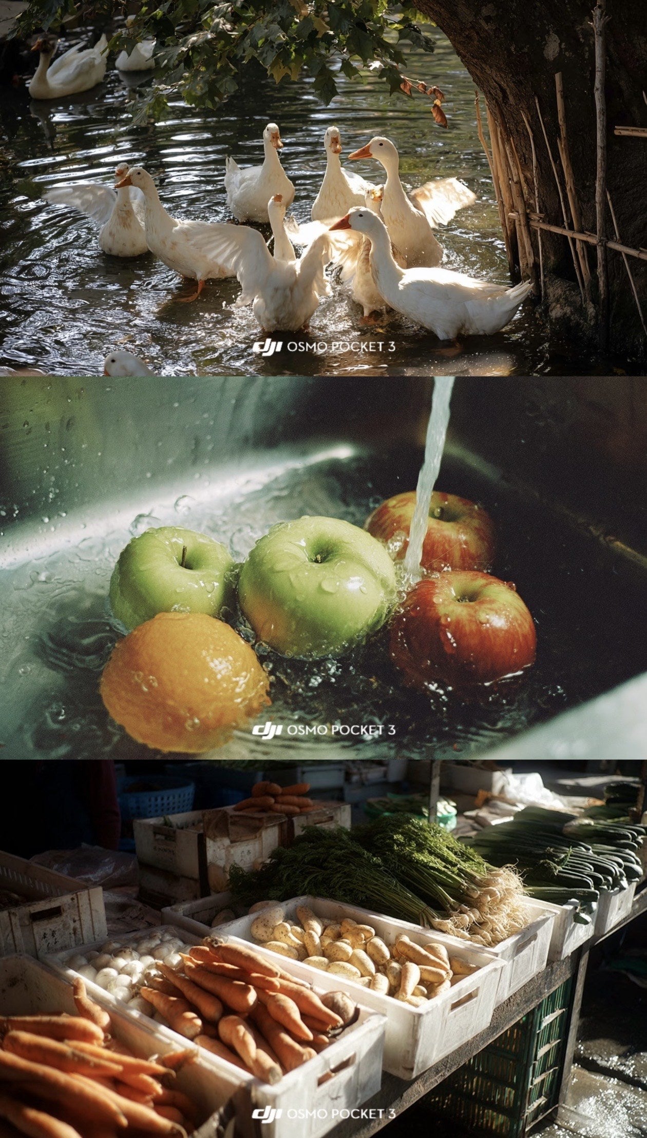 DJI Pocket 4 LUT sample set with ducks fruit market and lake footage