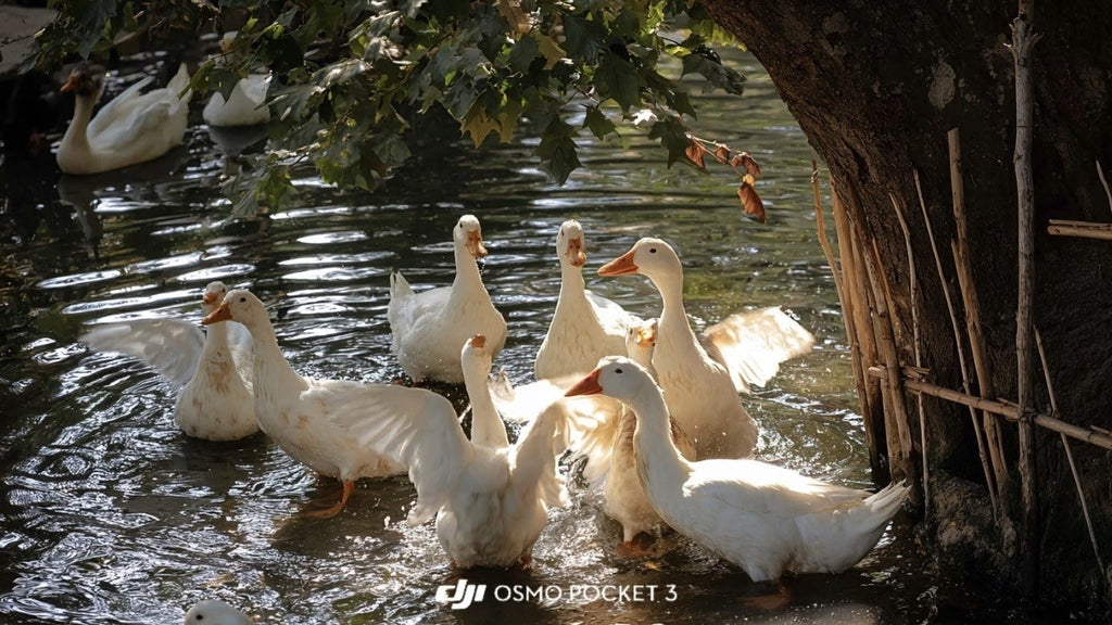 DJI Pocket 4 LUT ducks by the river sample with warm documentary color
