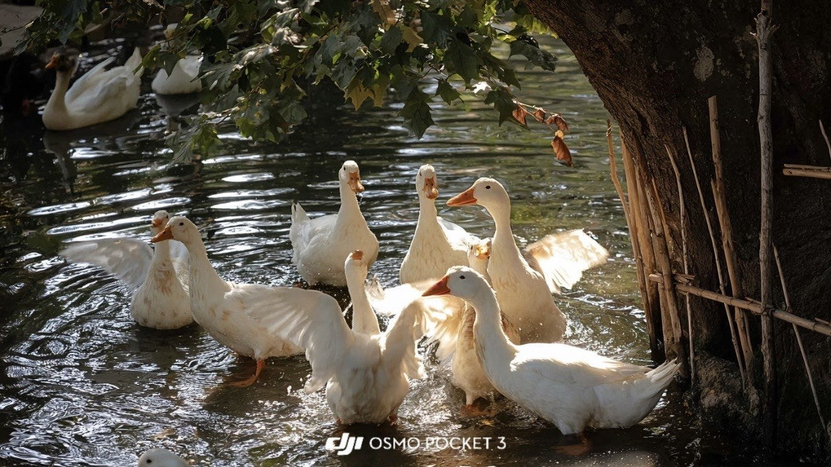DJI Pocket 4 LUT ducks by the river sample with warm documentary color
